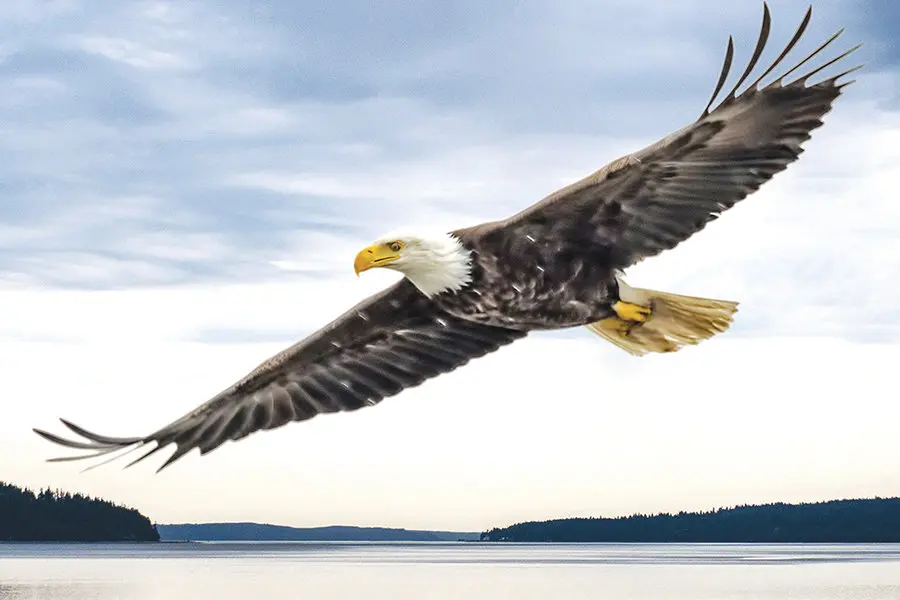 A bald eagle flying over the water with a lighthouse in the background.